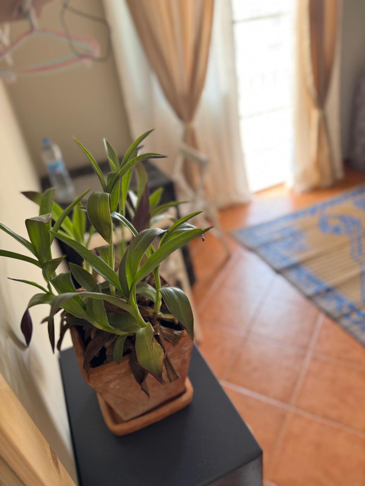 B&B Mi Ma Bo, Sal Rei, Boa Vista, Cape Verde, Free Wi-Fi ภายนอก รูปภาพ